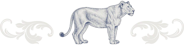 Desktop_Light_Lion_Graphic Detailed illustration of a lioness standing in profile, facing right, with ornate decorative flourishes on both sides in the background.